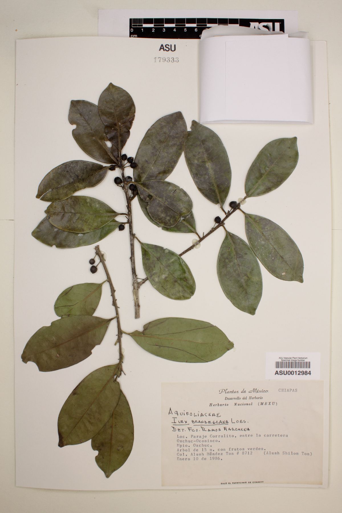 Ilex brandegeana image