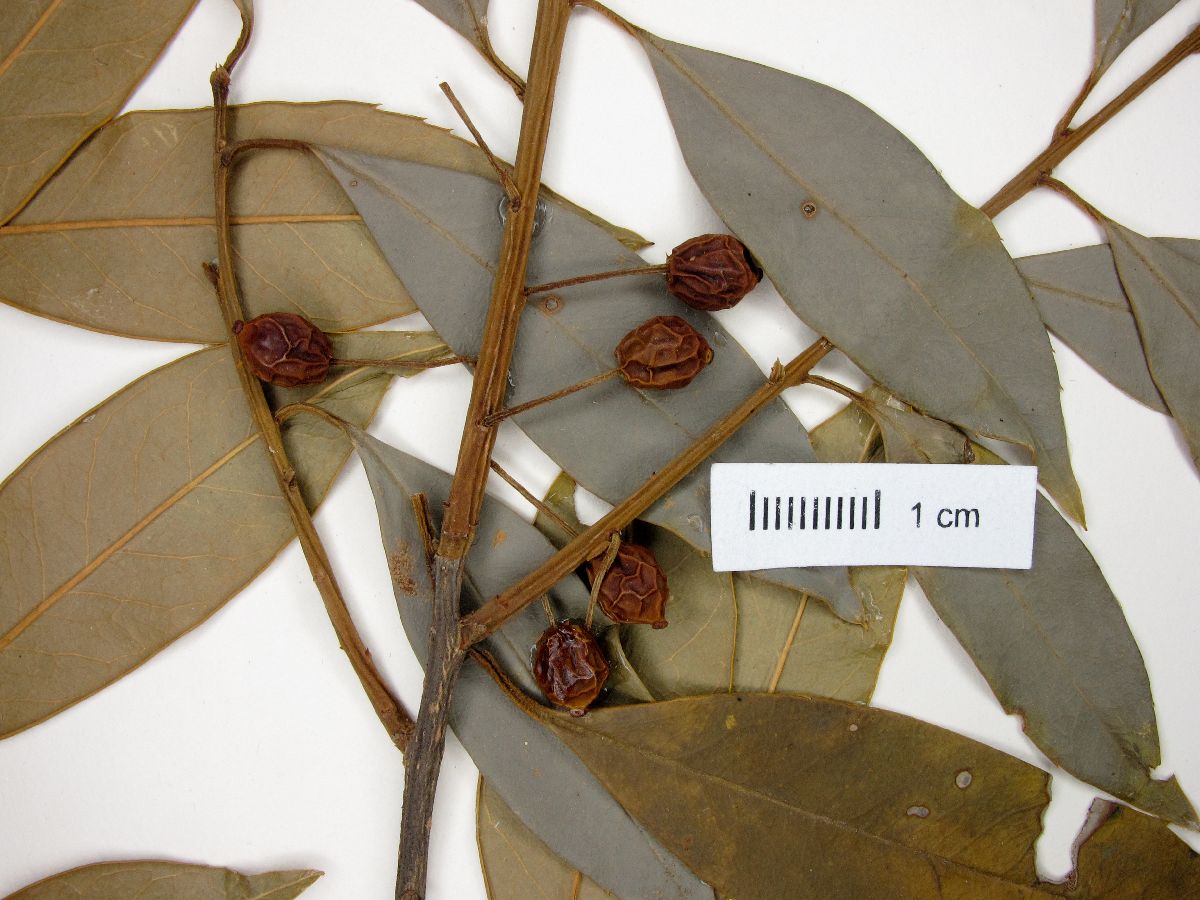 Ilex gracilipes image