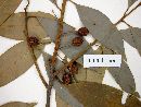 Ilex gracilipes image