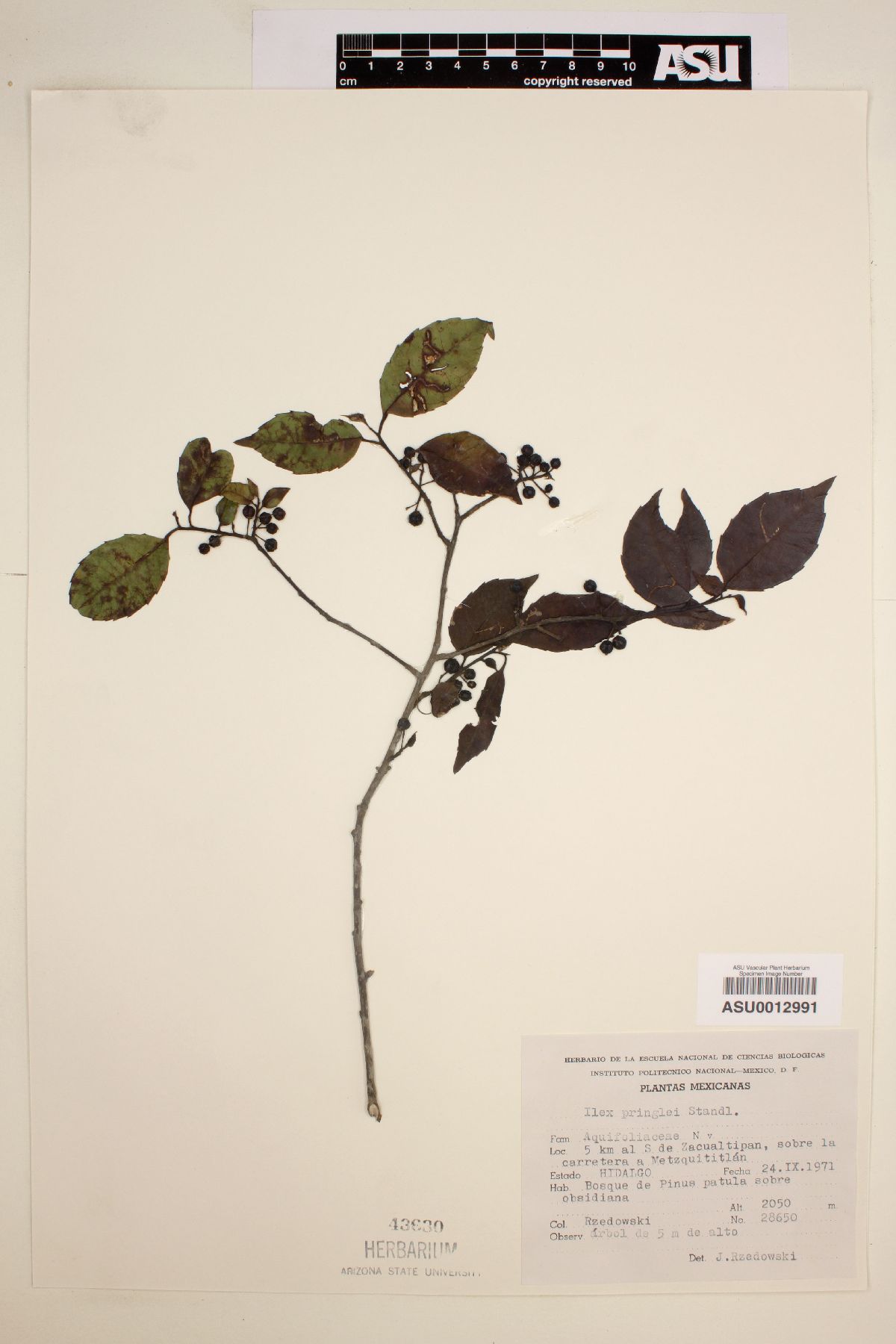 Ilex pringlei image