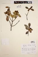 Ilex rubra image