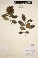 Ilex rubra image