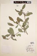 Ilex tolucana image