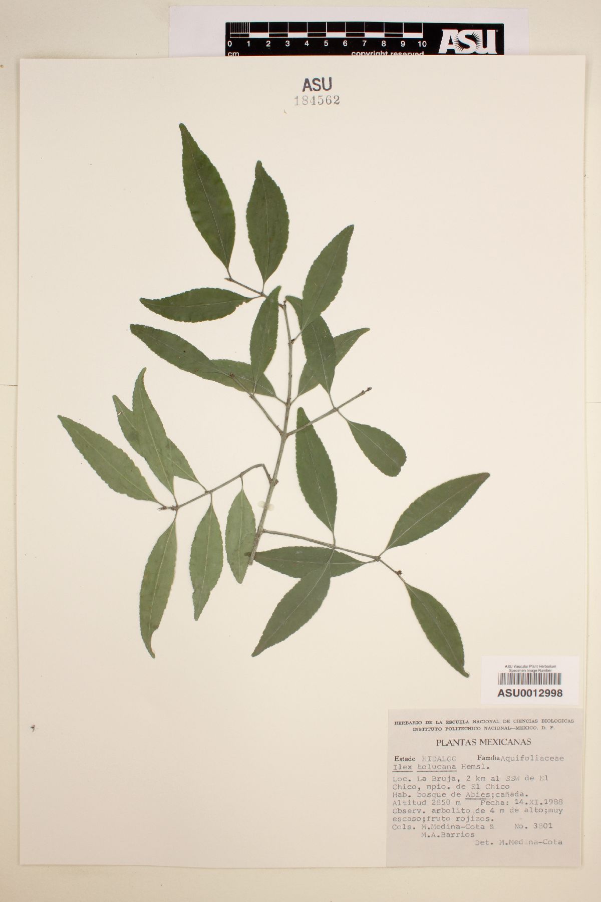 Ilex tolucana image