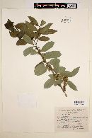 Ilex tolucana image