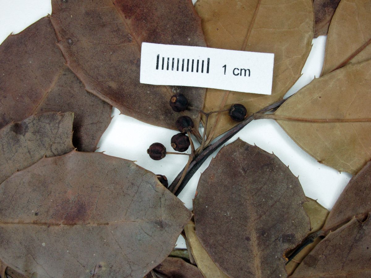 Ilex tuerckheimii image