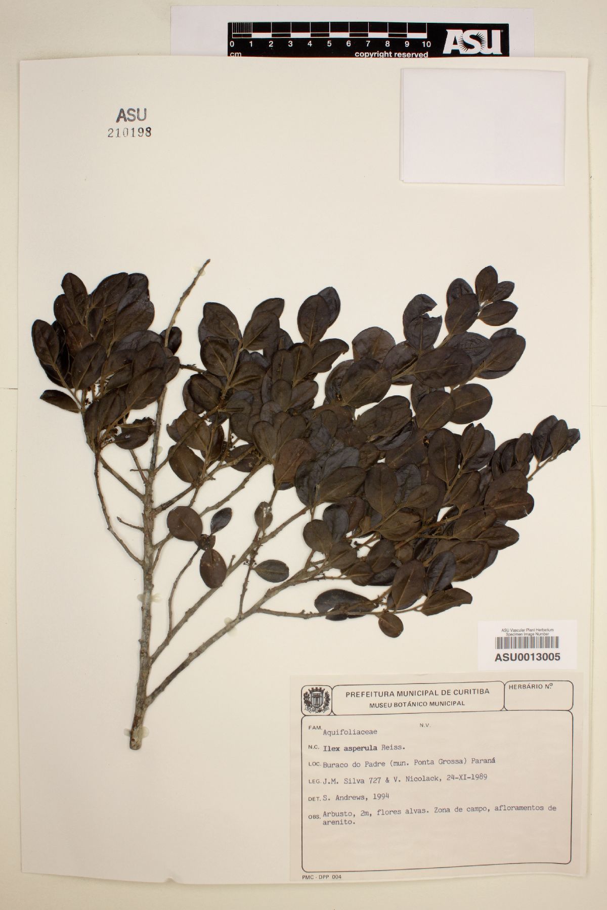 Ilex asperula image