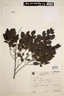 Image of Ilex asperula