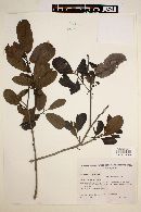 Image of Ilex brasiliensis