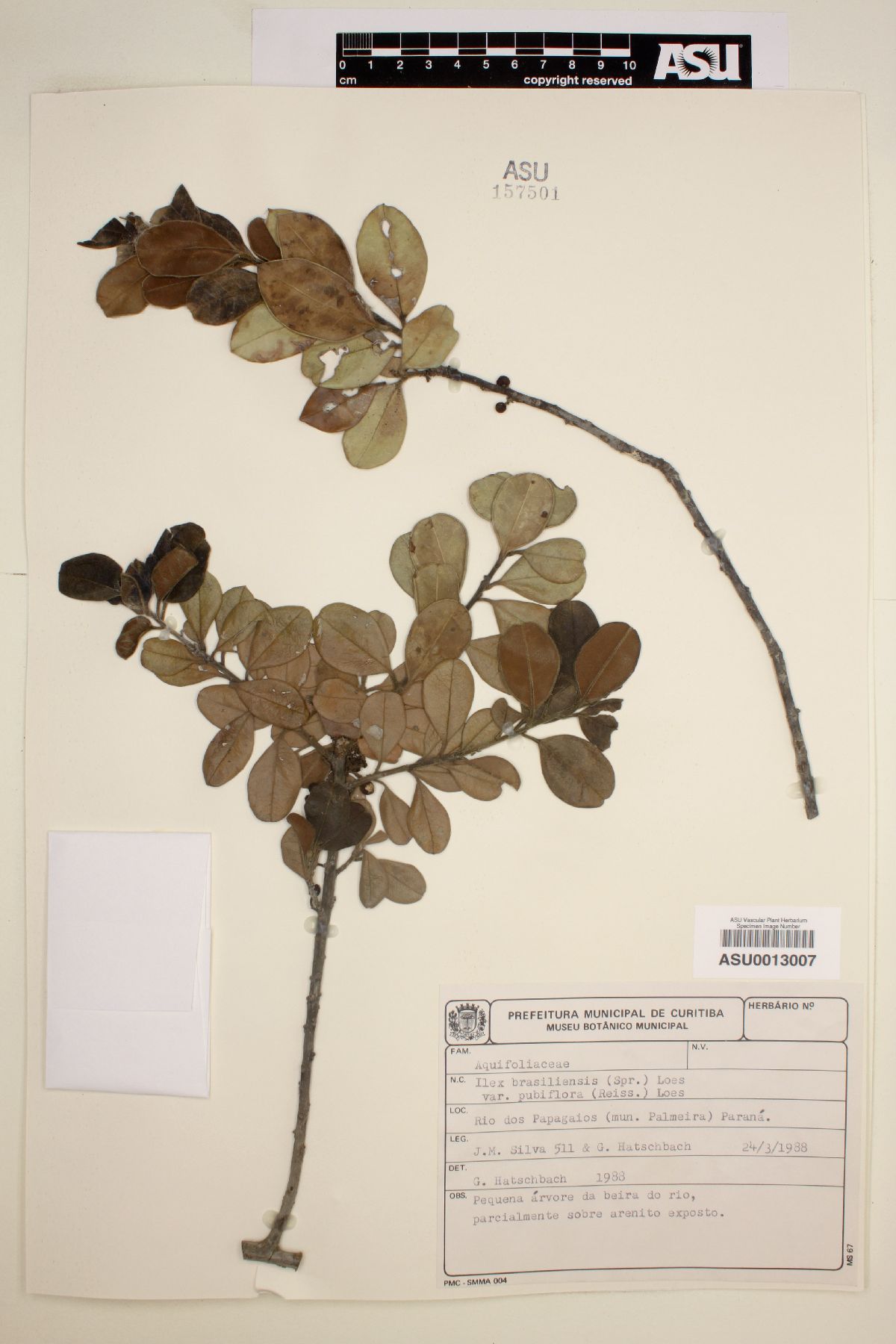 Ilex brasiliensis image