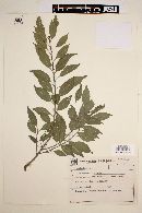 Ilex brevicuspis image