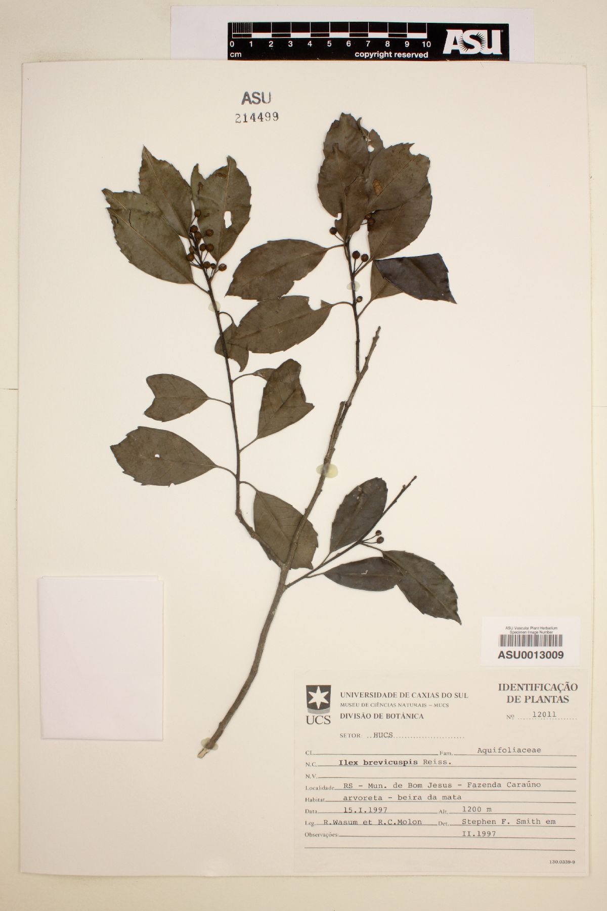 Ilex brevicuspis image