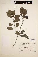 Ilex brevicuspis image