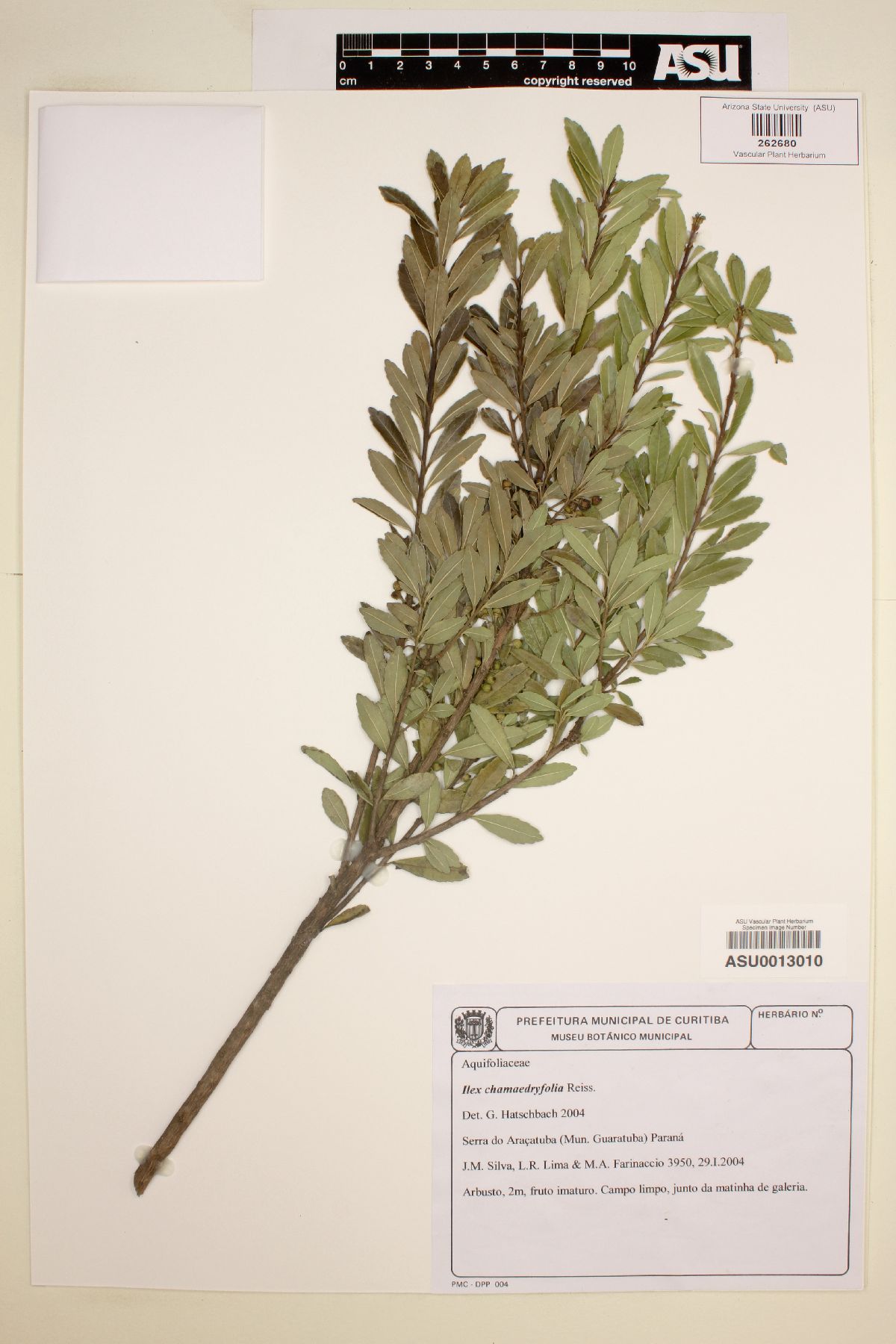 Ilex chamaedryfolia image