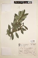 Ilex dumosa image