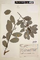 Ilex dumosa image