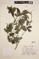 Ilex dumosa var. guaranina image