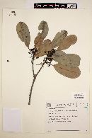 Ilex integerrima image