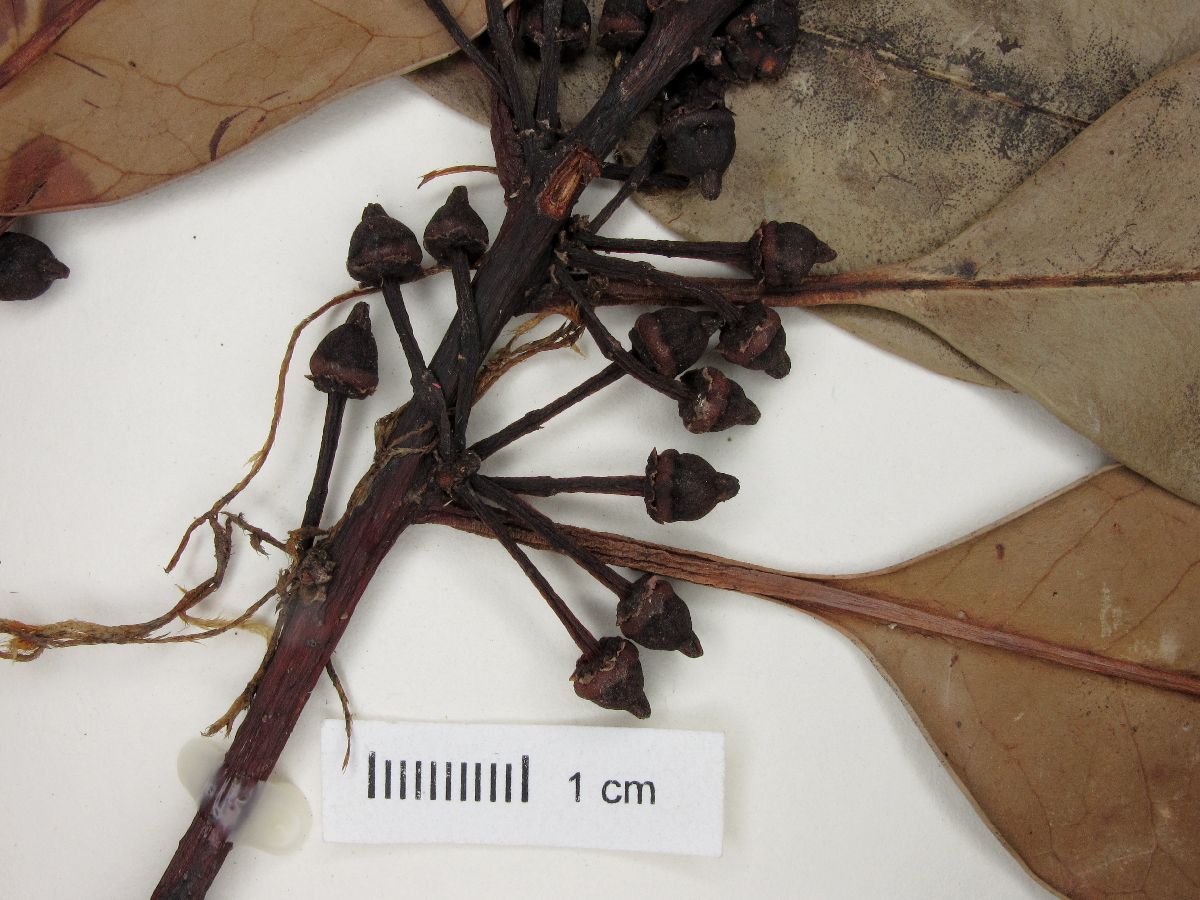 Ilex integerrima image