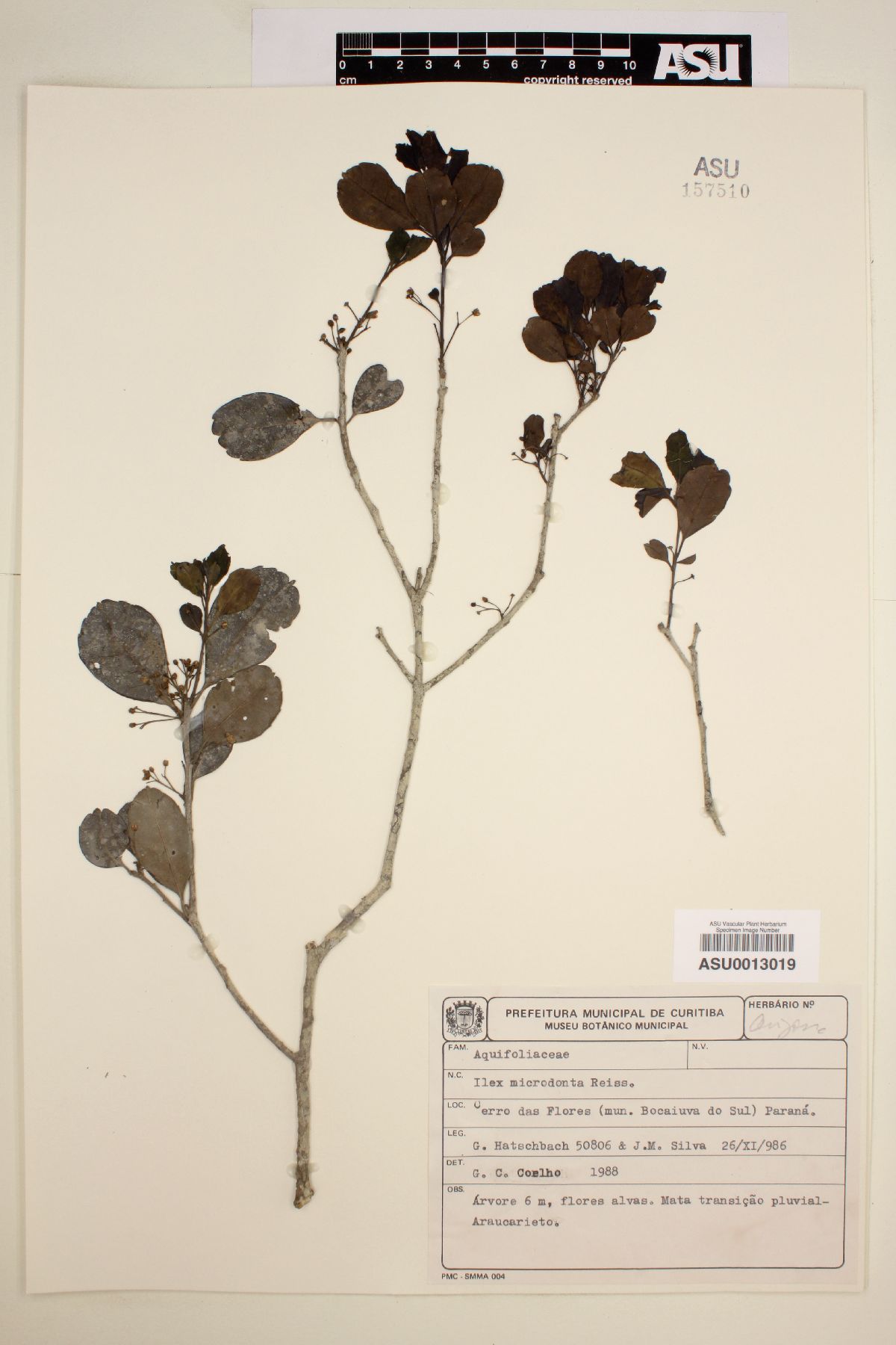 Ilex microdonta image