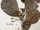 Ilex microdonta image