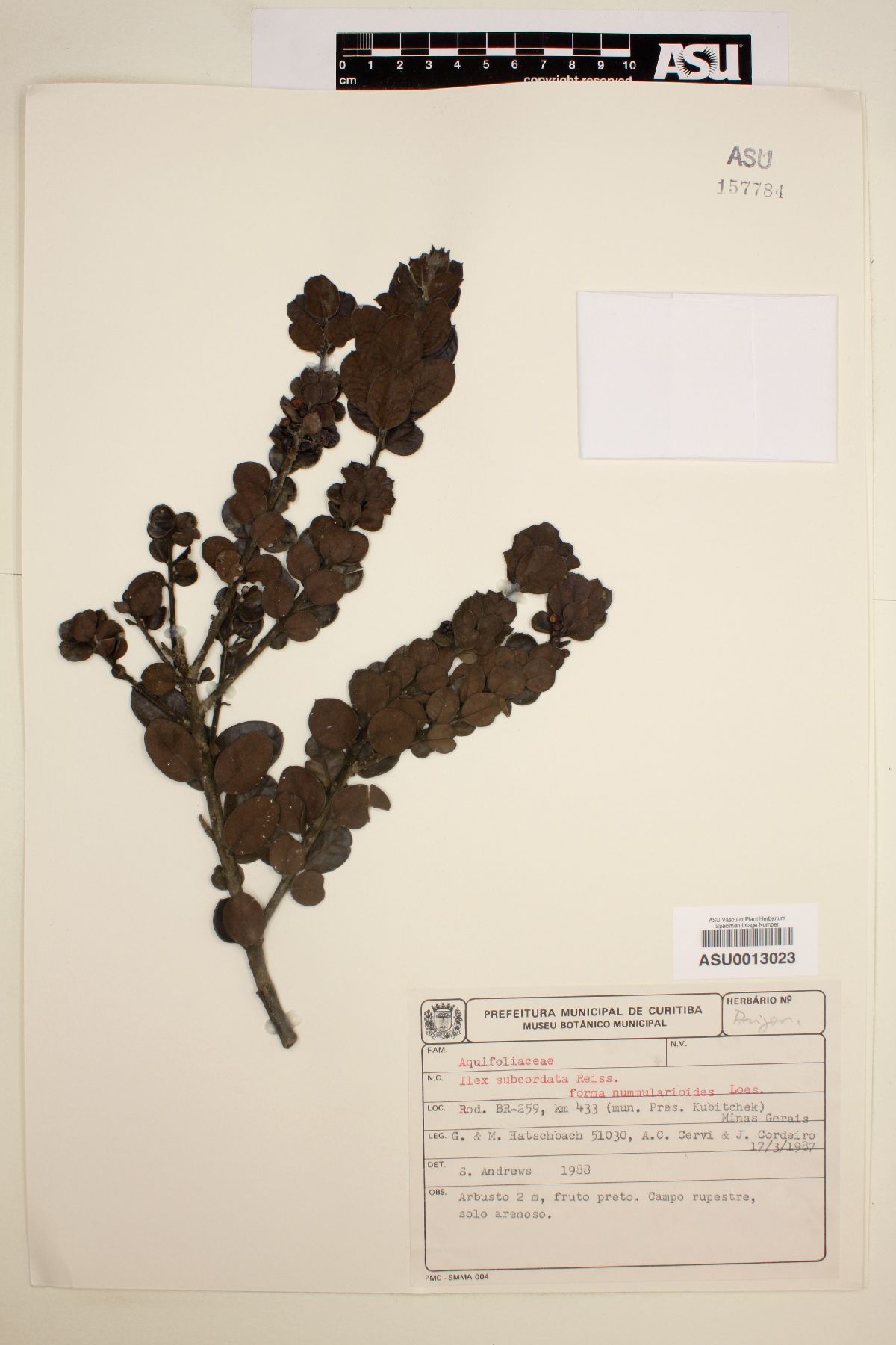 Ilex subcordata image