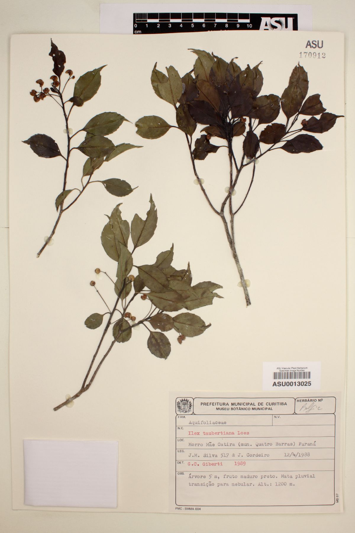 Ilex taubertiana image