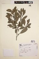 Ilex theezans image