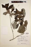 Ilex theezans image