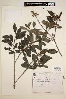 Ilex theezans image