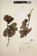 Ilex theezans image