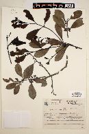 Ilex theezans image