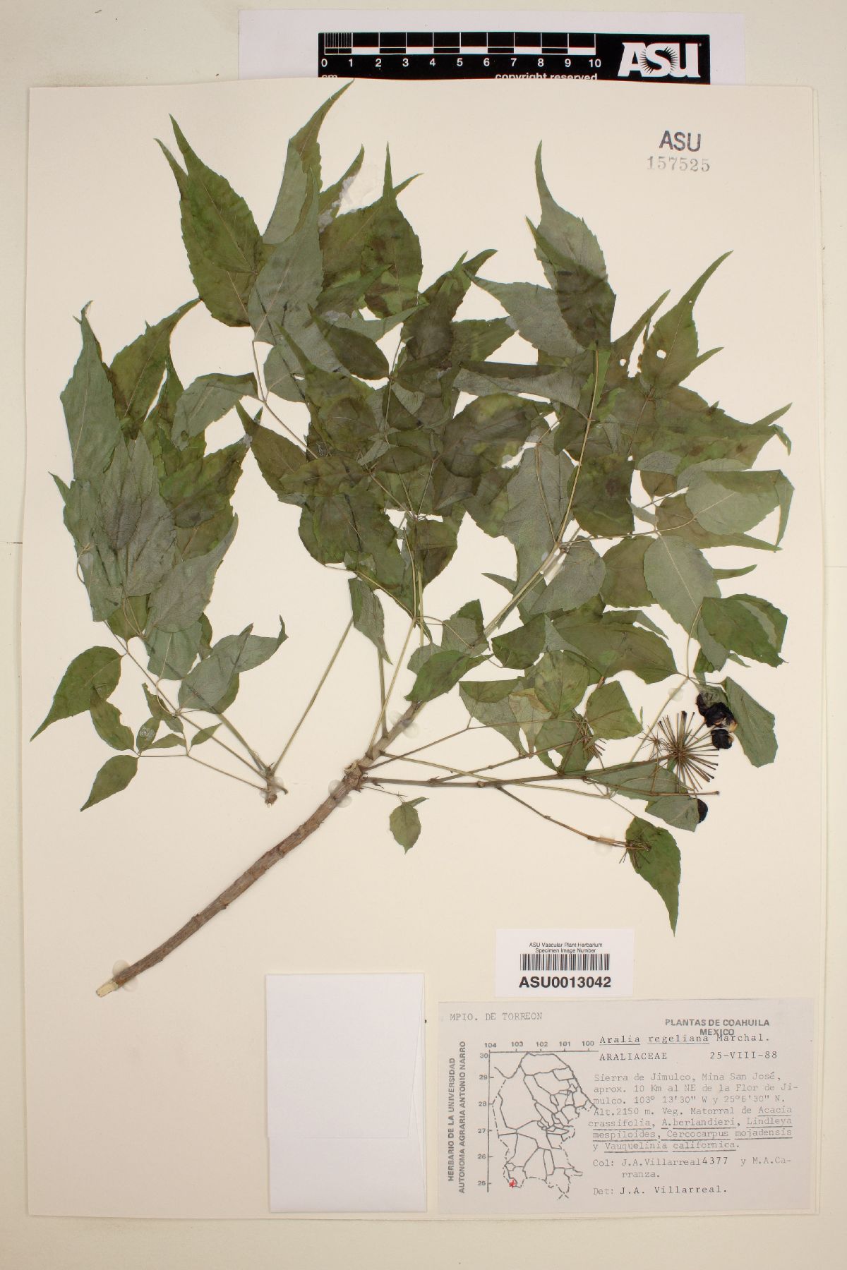 Aralia regeliana image