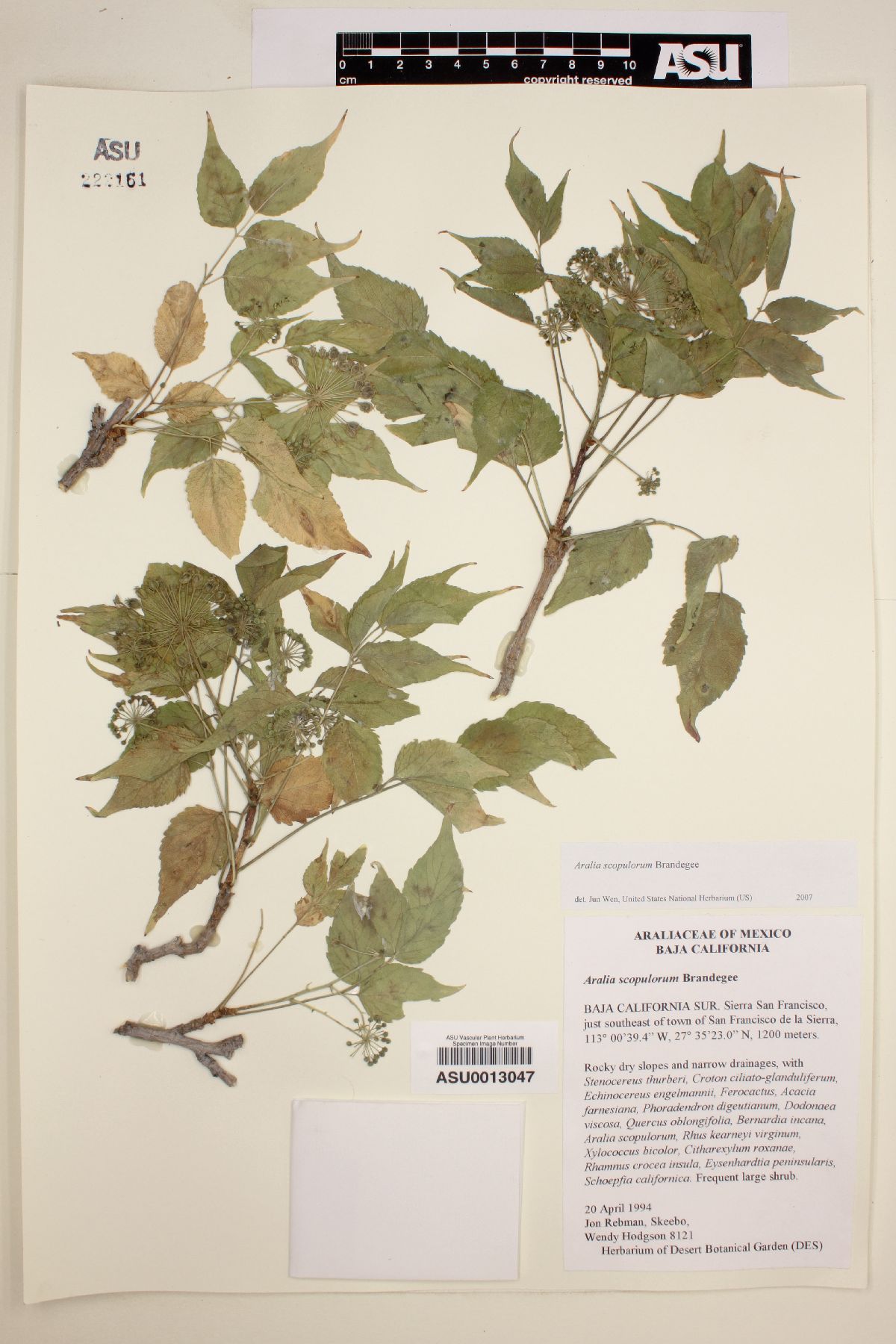 Aralia scopulorum image