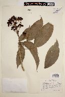 Dendropanax arboreus image