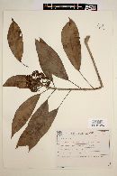 Dendropanax cuneatum image