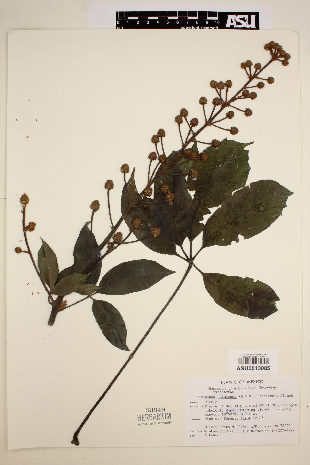 Oreopanax xalapense image