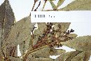 Pseudopanax laetevirens image