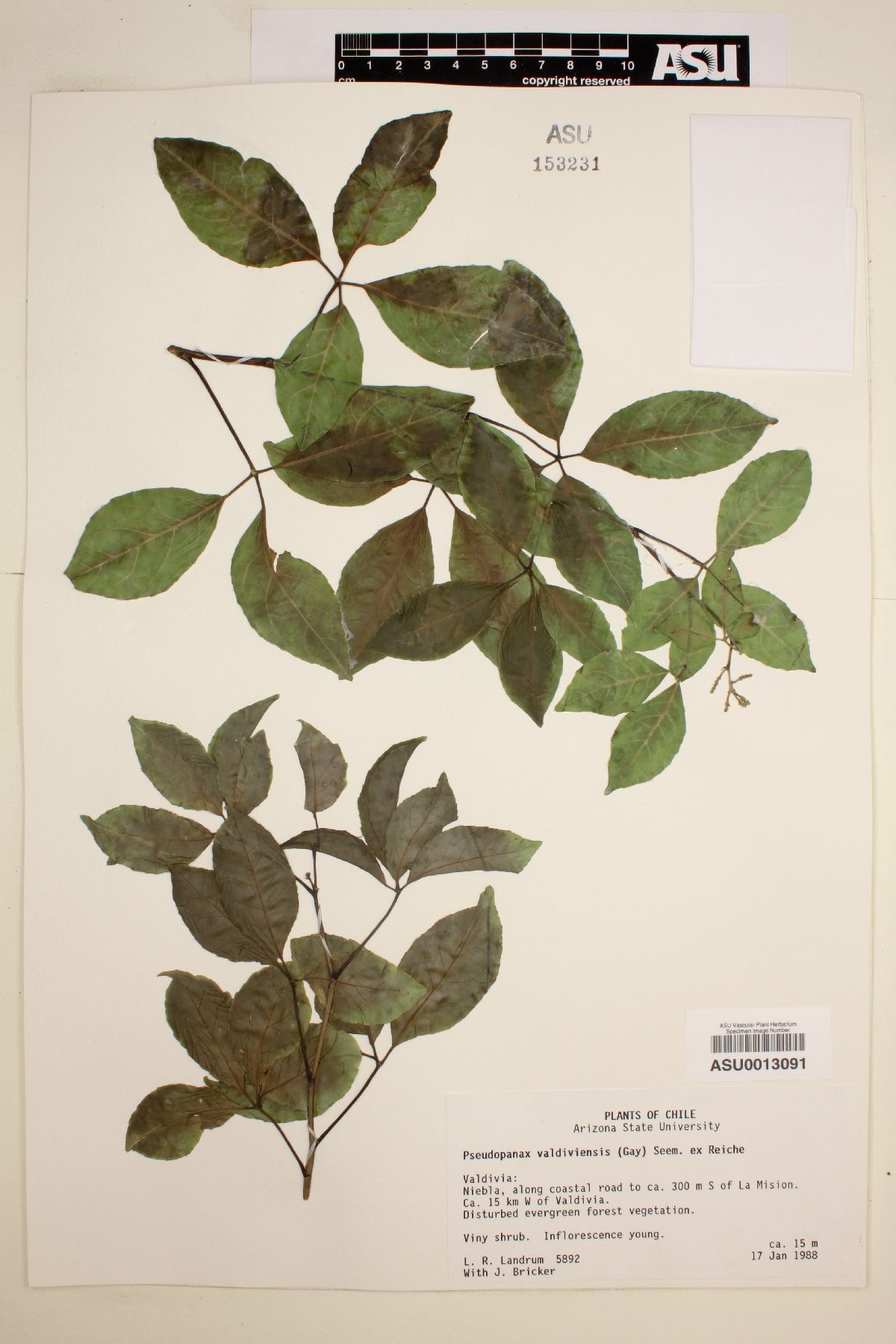 Pseudopanax valdiviensis image