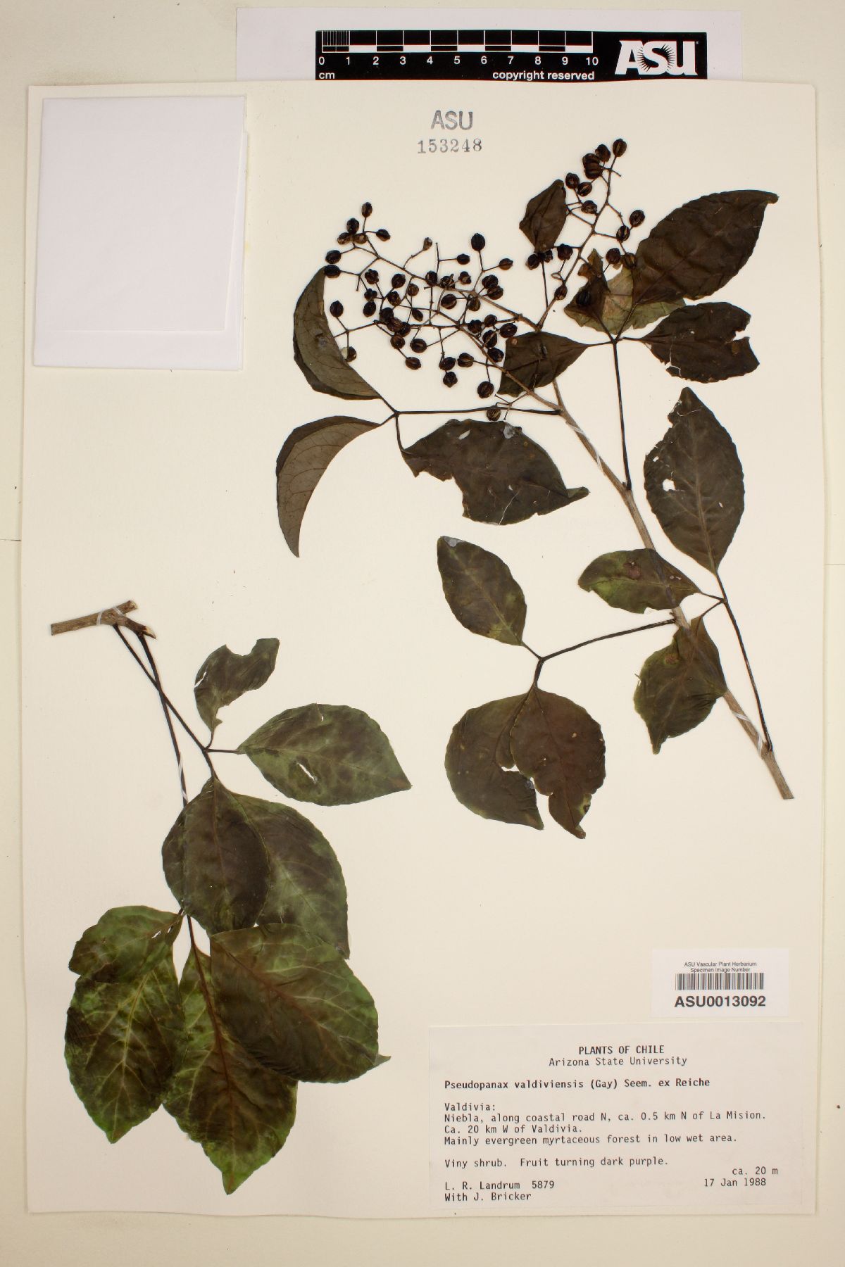 Pseudopanax valdiviensis image