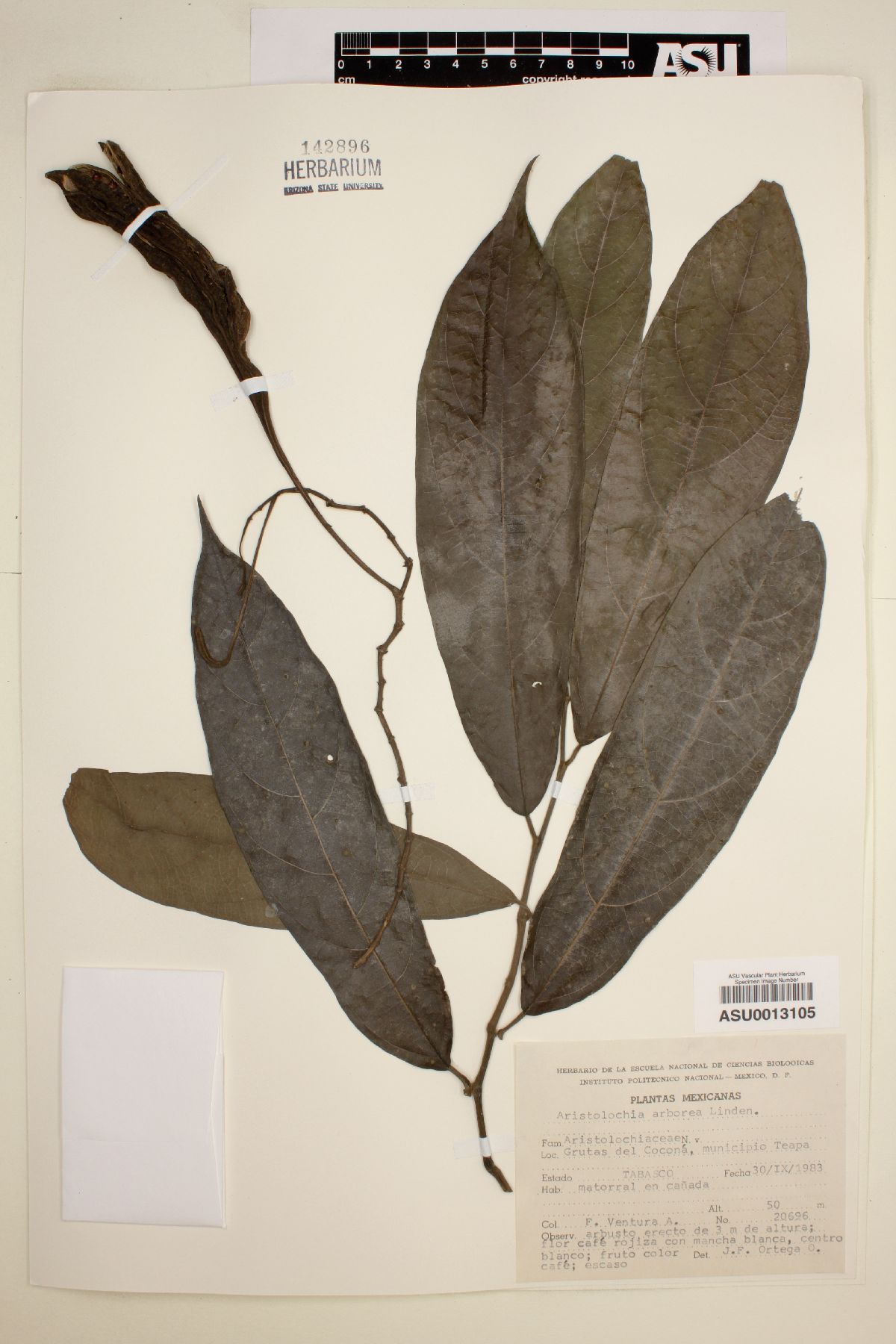 Aristolochia arborea image