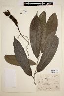 Aristolochia arborea image