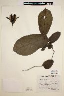 Aristolochia asclepiadifolia image