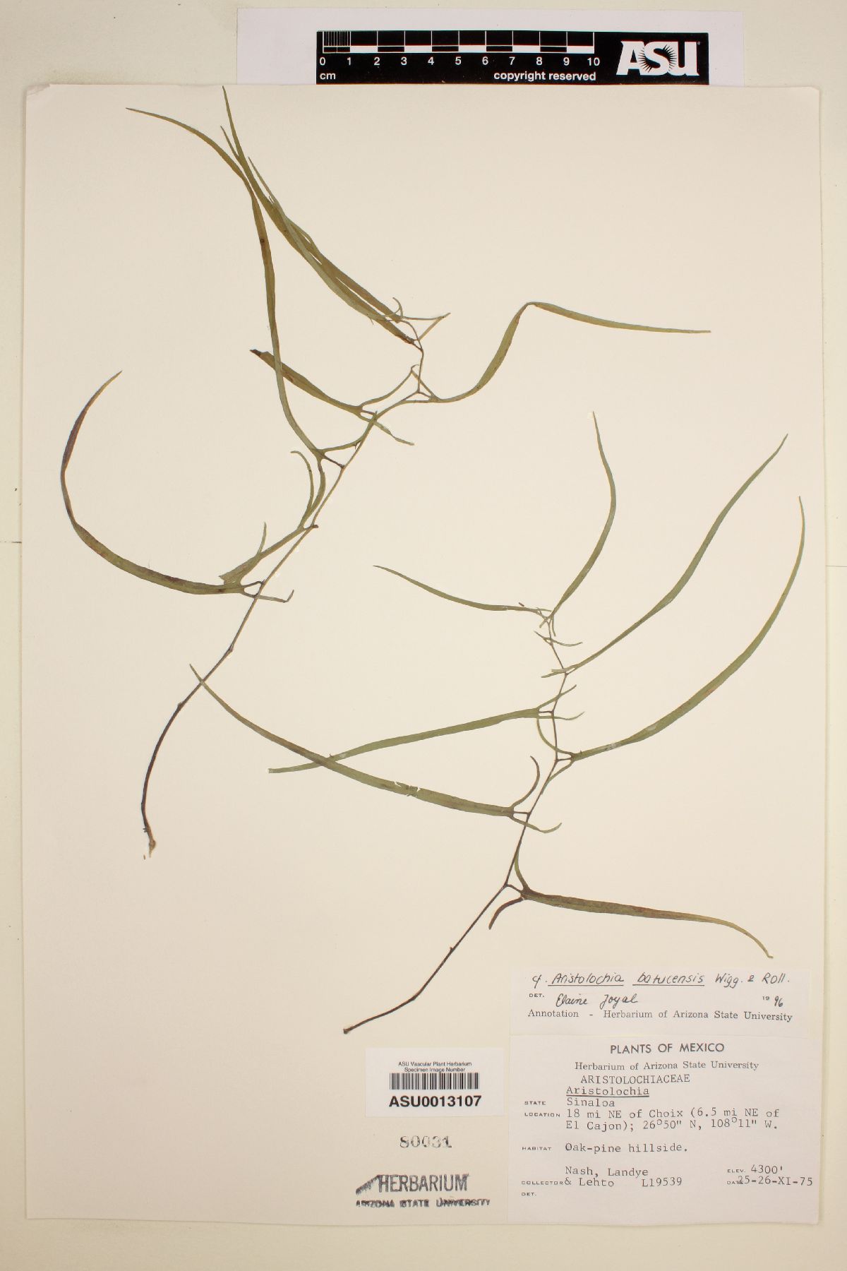 Aristolochia batucensis image