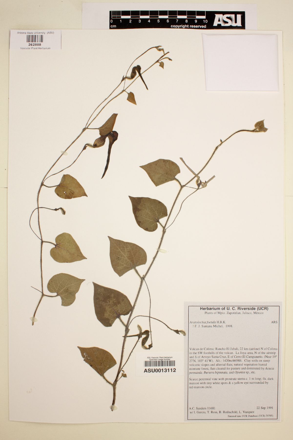 Aristolochia foetida image