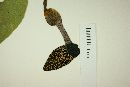 Aristolochia taliscana image