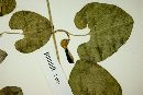 Aristolochia orbicularis image