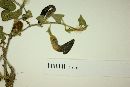 Aristolochia quercetorum image