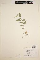 Aristolochia sinaloae image