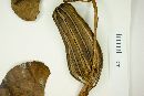 Aristolochia chilensis image